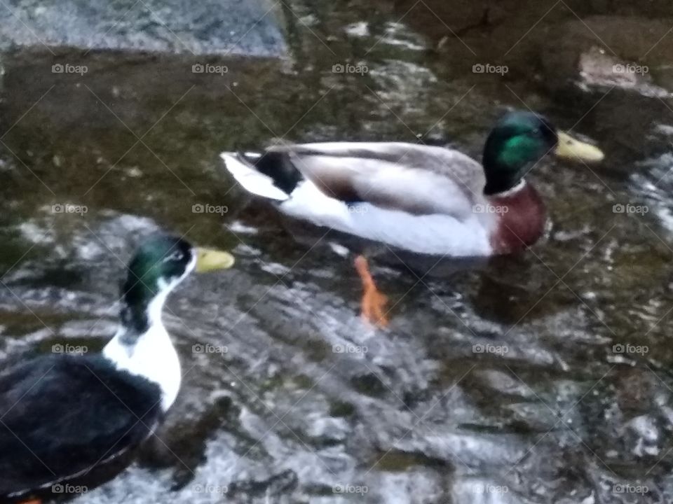 Kurpark in Bad Wildbad