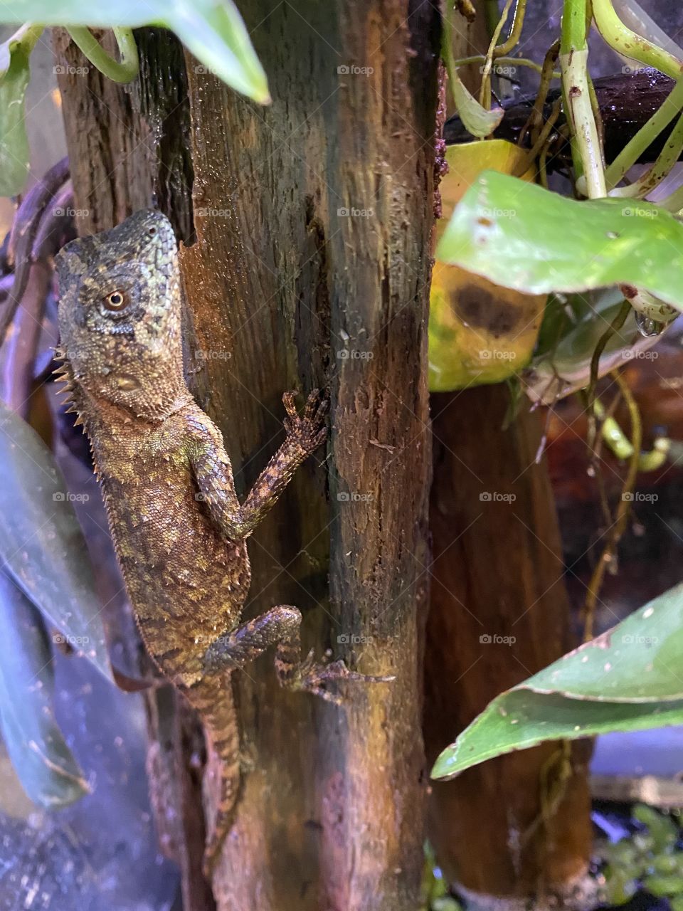 Bearded Dragon camouflaged on Log with pothos