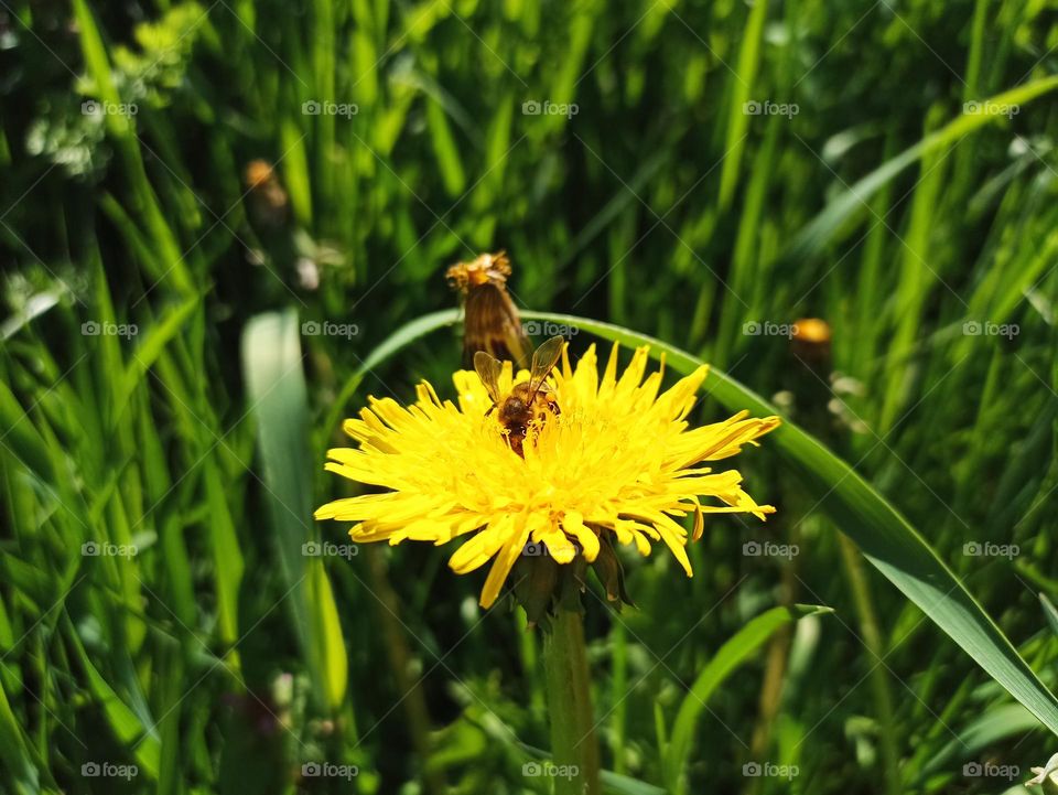 Taraxacum officinale, the dandelion or common dandelion, is a flowering herbaceous perennial plant of the dandelion genus in the family Asteraceae