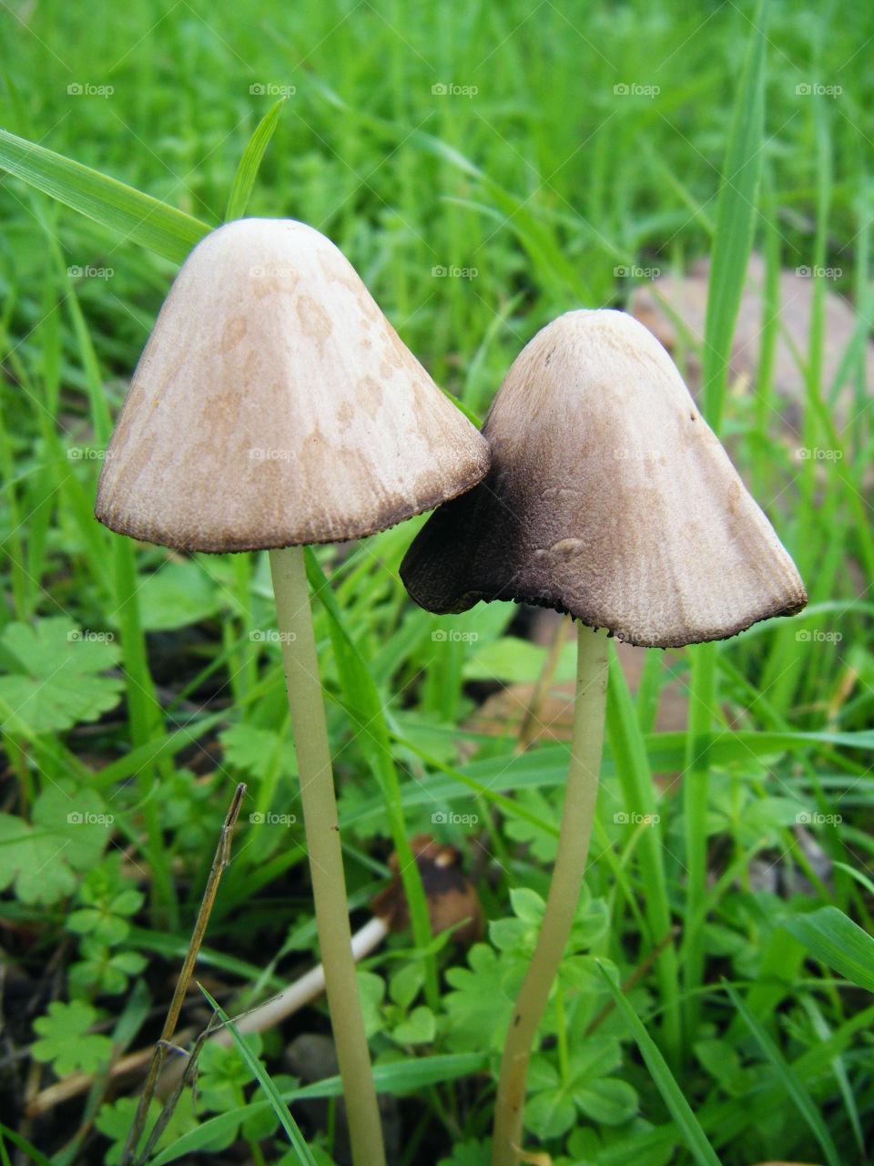 Twins Mushrooms