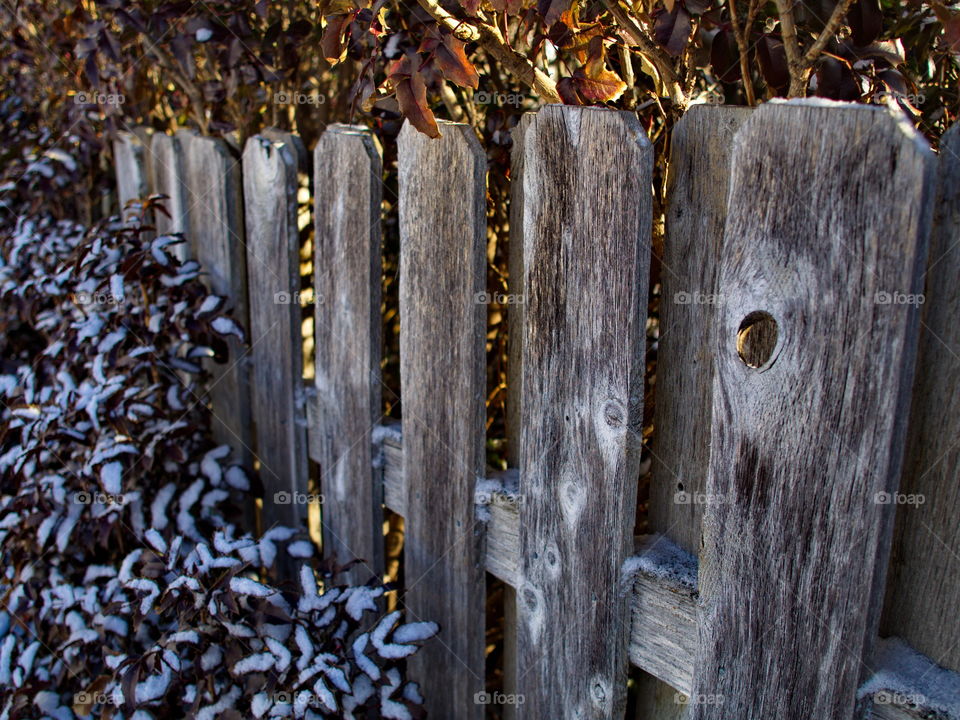 An old worn wooden fence with Oregon Grape covered in snow on a sunny winter morning in Central Oregon. 