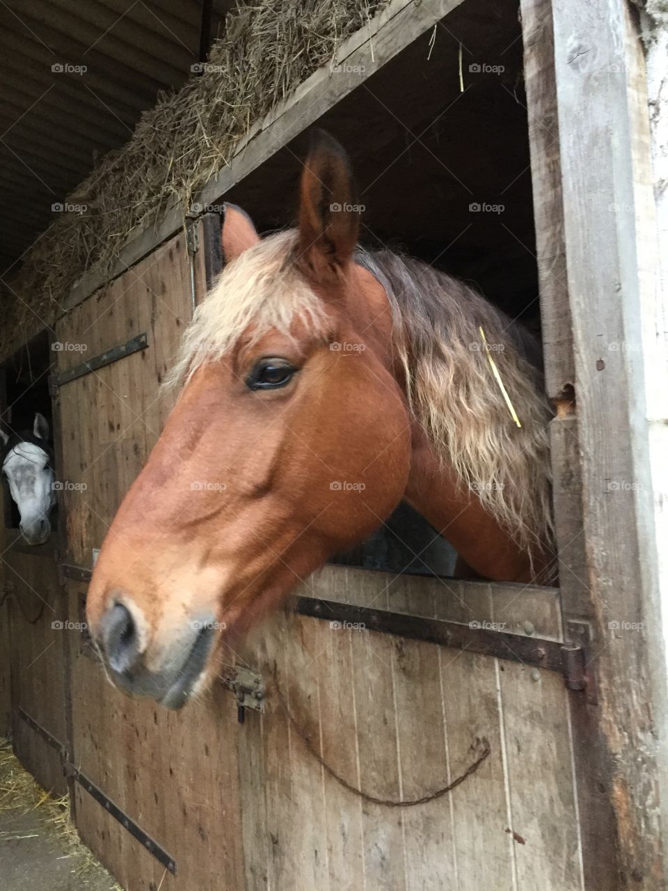 Draft horse in barn