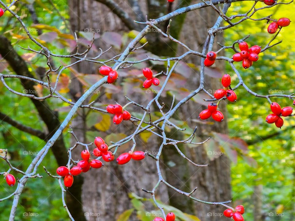 Brilliant red berries stem from thin branches on a beautiful fall day
