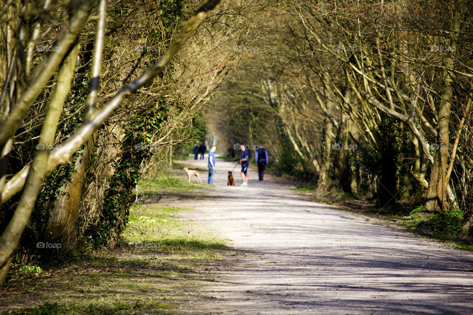 View of a road in park