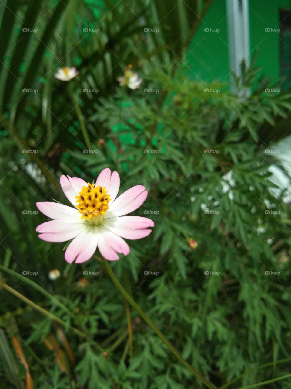 Coreopsis rosea or Pink tickseed is a species of sunflower seed flea species. (borneo)