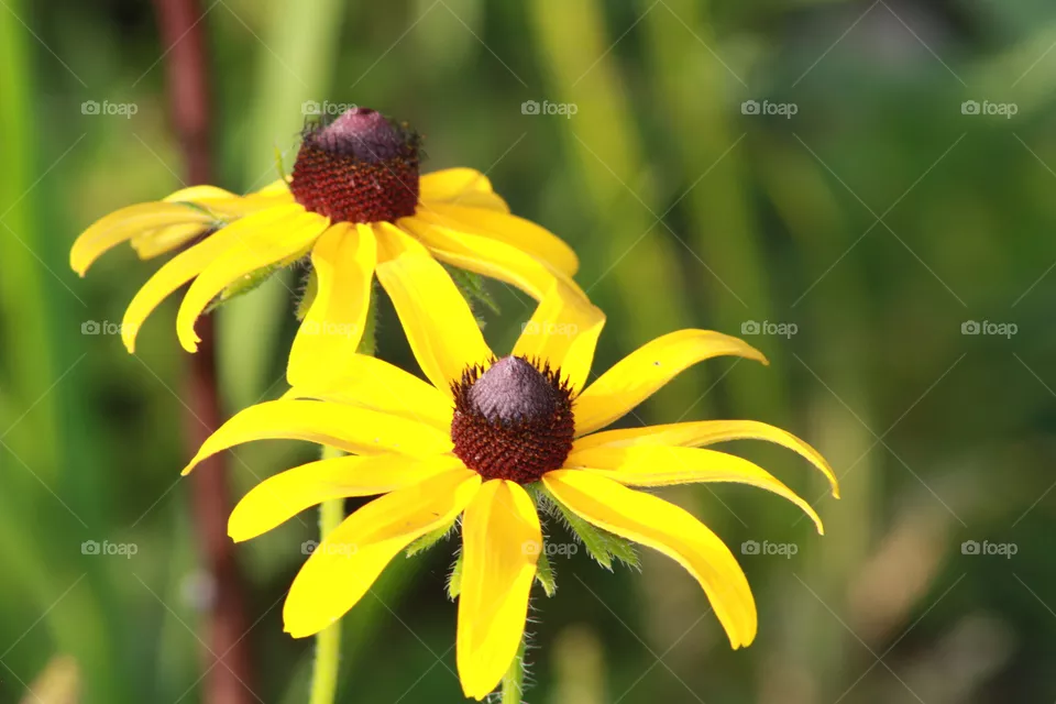 Daisy
