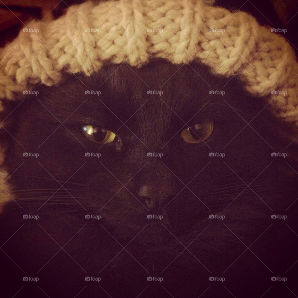 CAT IN A HAT