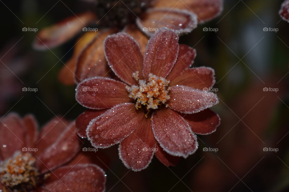 Frosty zinnia flower this morning.