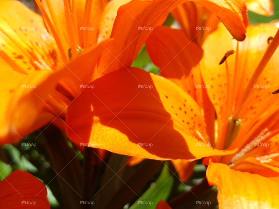 Very orange lily