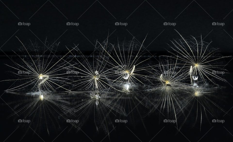 Reflection Dandelion, Black and White