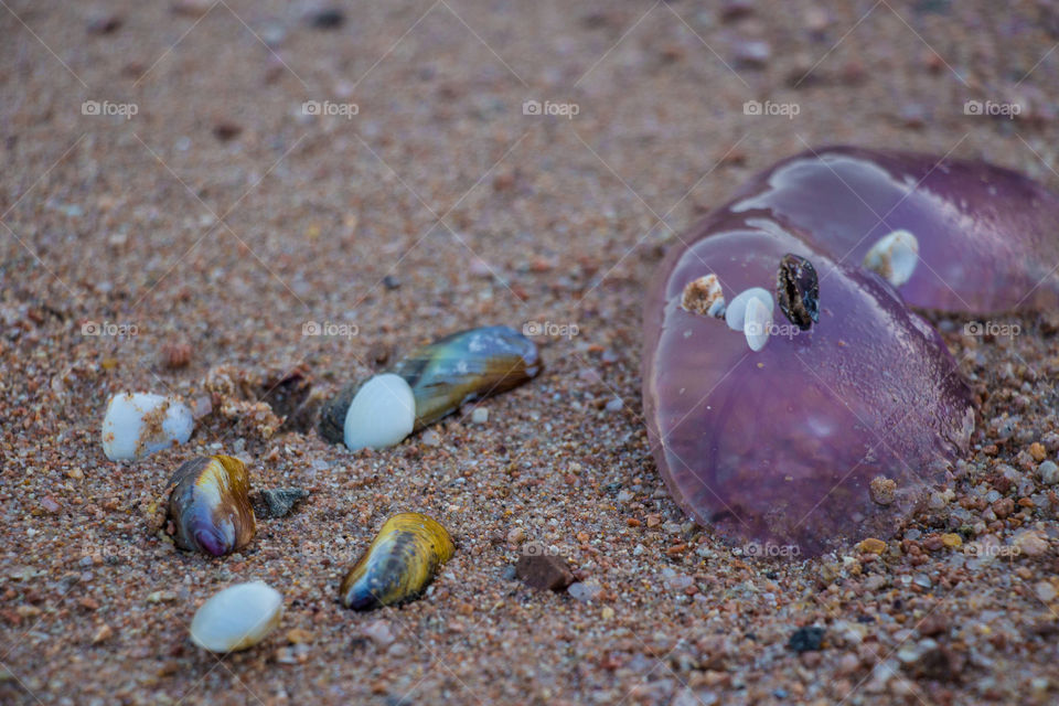 Seashells with dead jellyfish