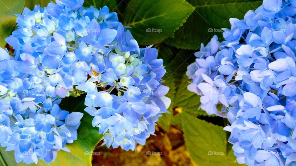 Você já tinha visto plantas com flores azuis em várias tonalidades?