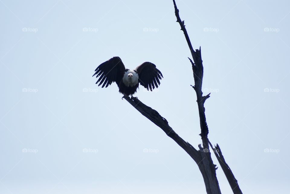 Fish Eagle 