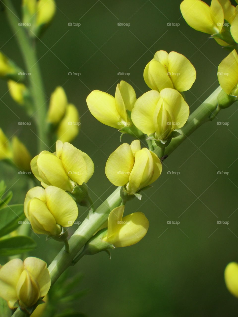 Closeup of little bright yellow flowers on a stalk.