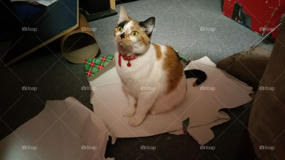 Cat on wrapping paper
