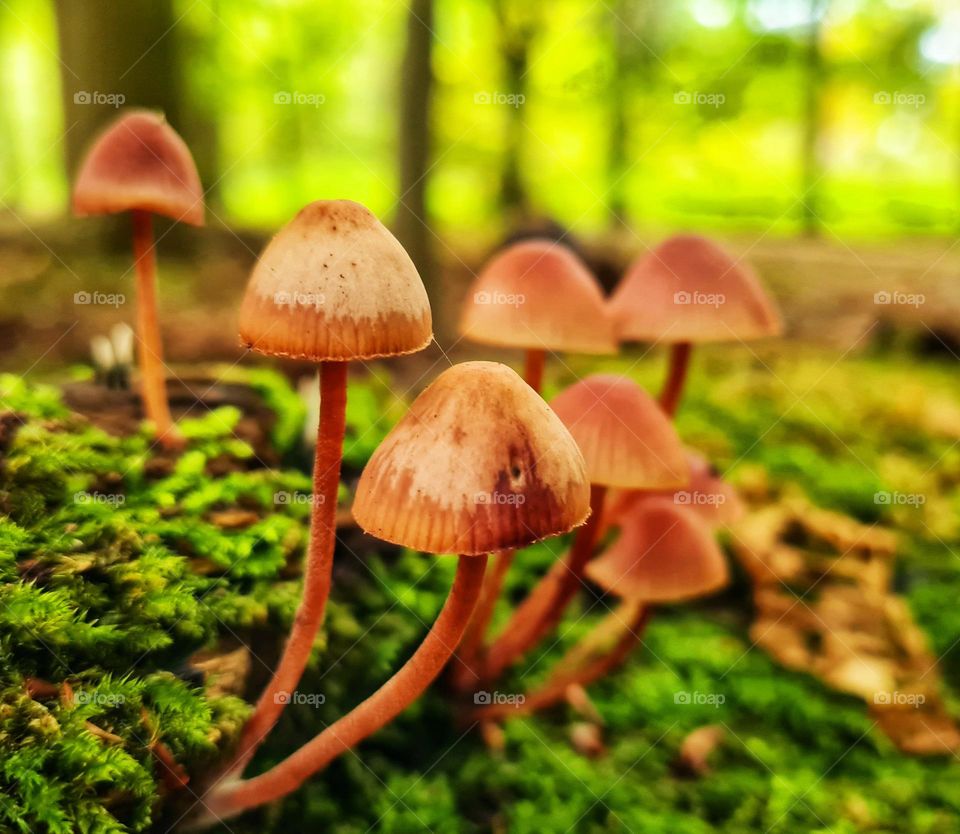 Mushrooms in the wood
