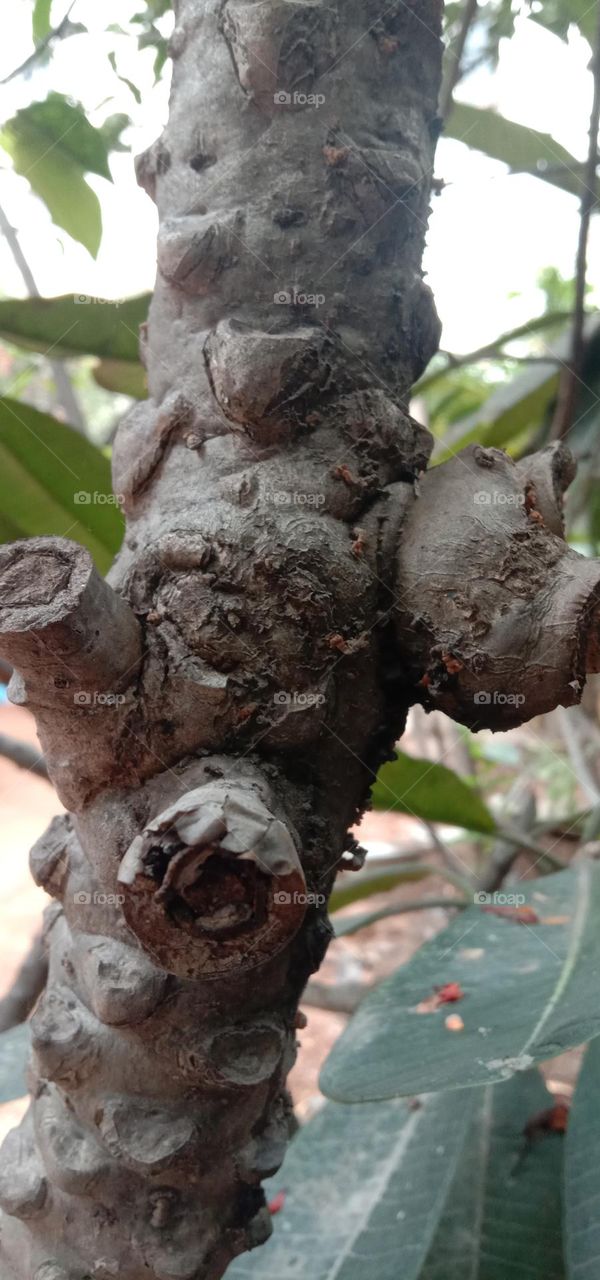 close shoot nature tree branch