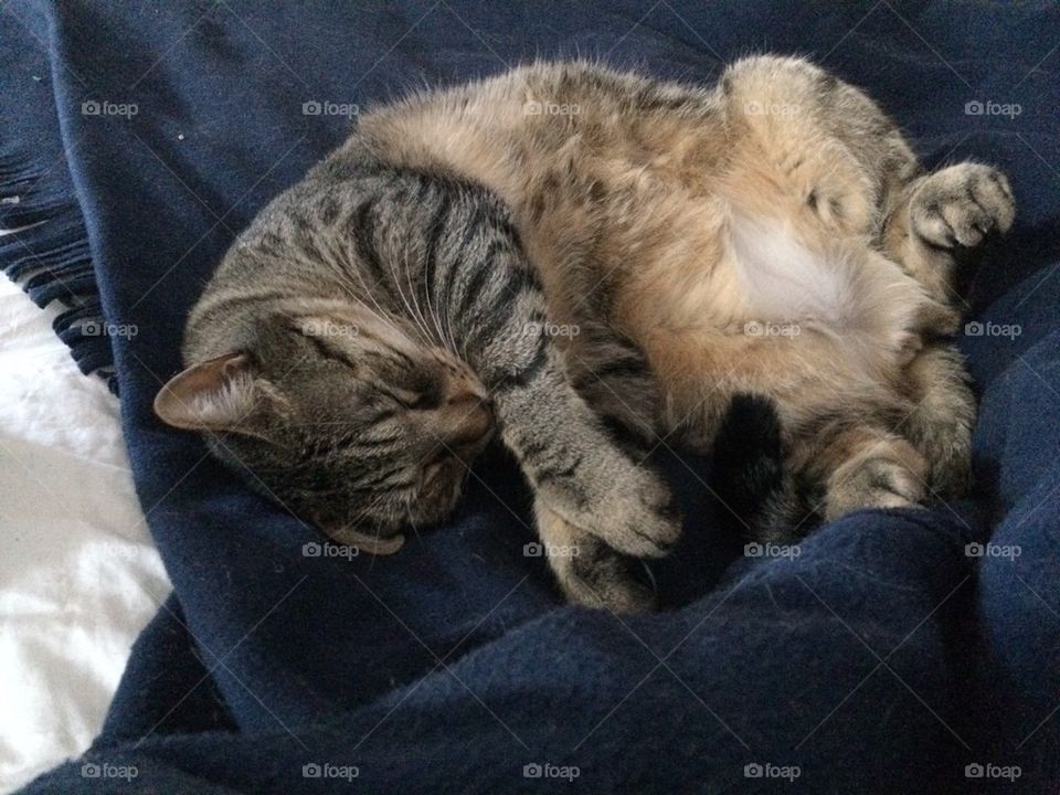 Cat sleeping
