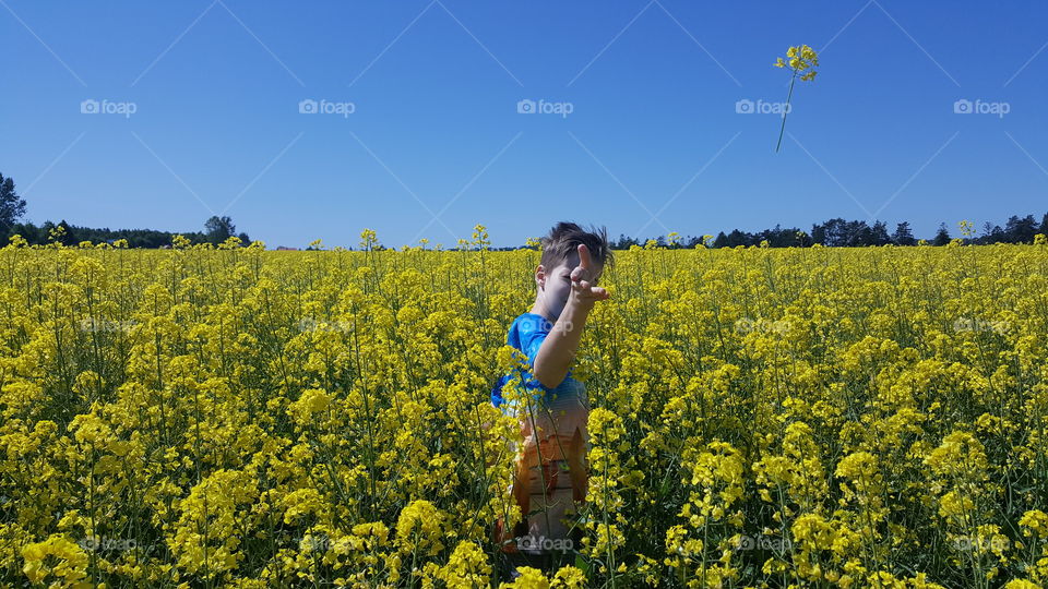 Boy on a field of yellow flowers on a beautiful summer day.