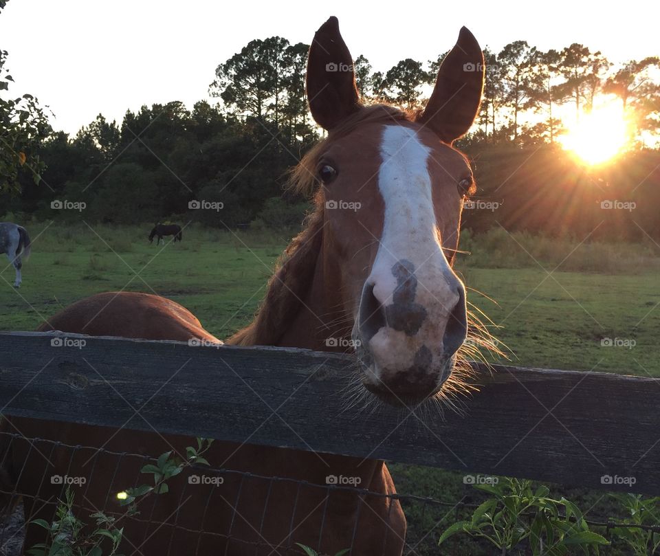 Young horse at sunset
