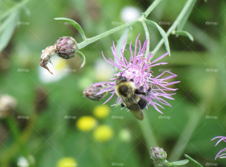 Bee on a flower