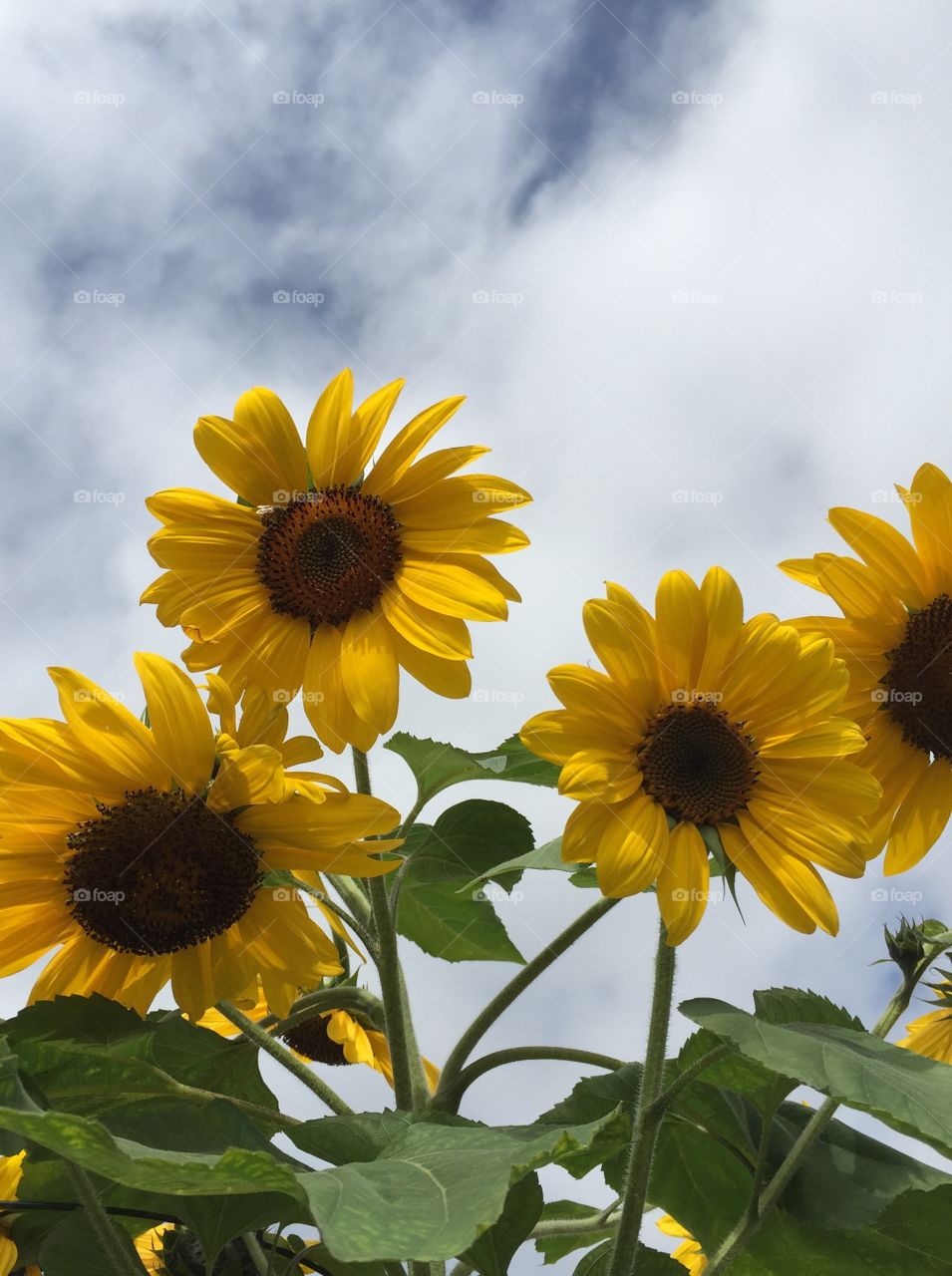 Sunflower sky
