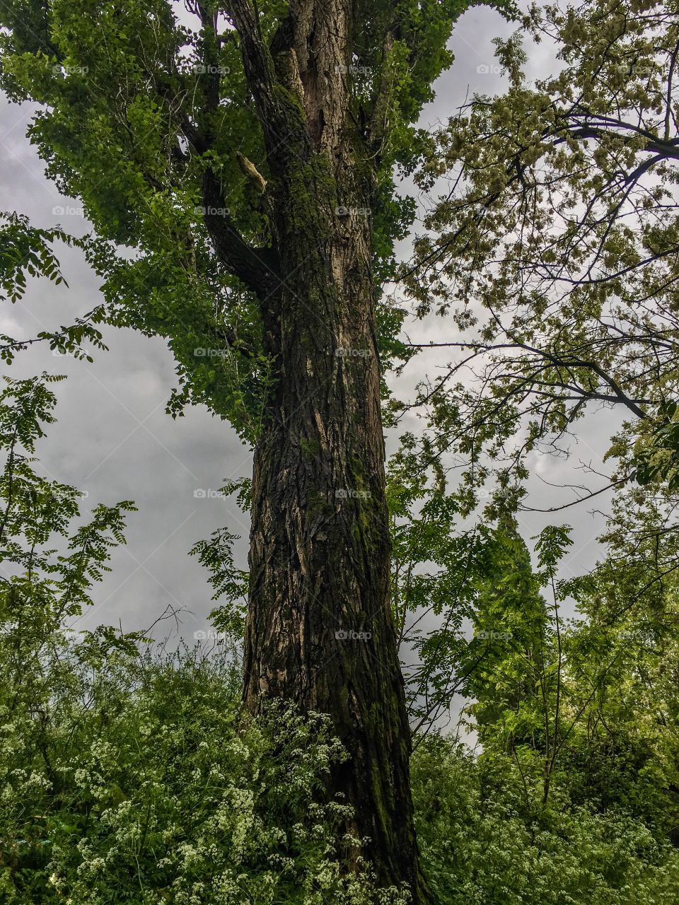 trunk of an old Italian black poplar in a woodland context