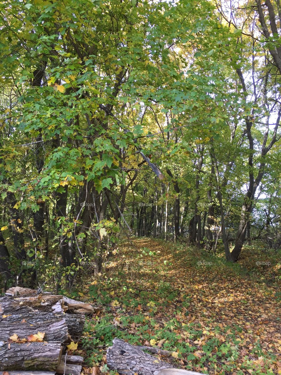 Beautiful fall in the forest 