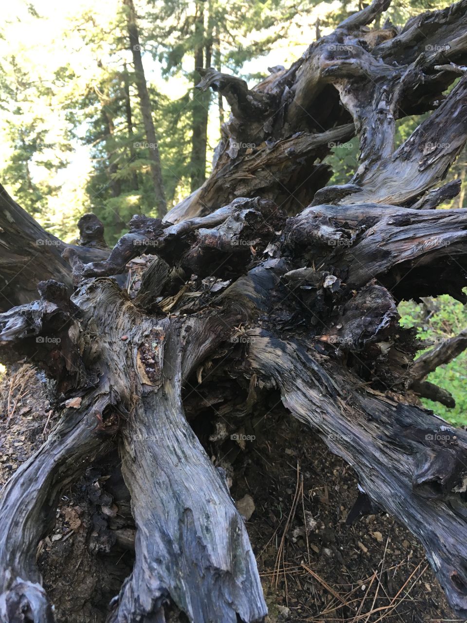 Fallen tree closeup