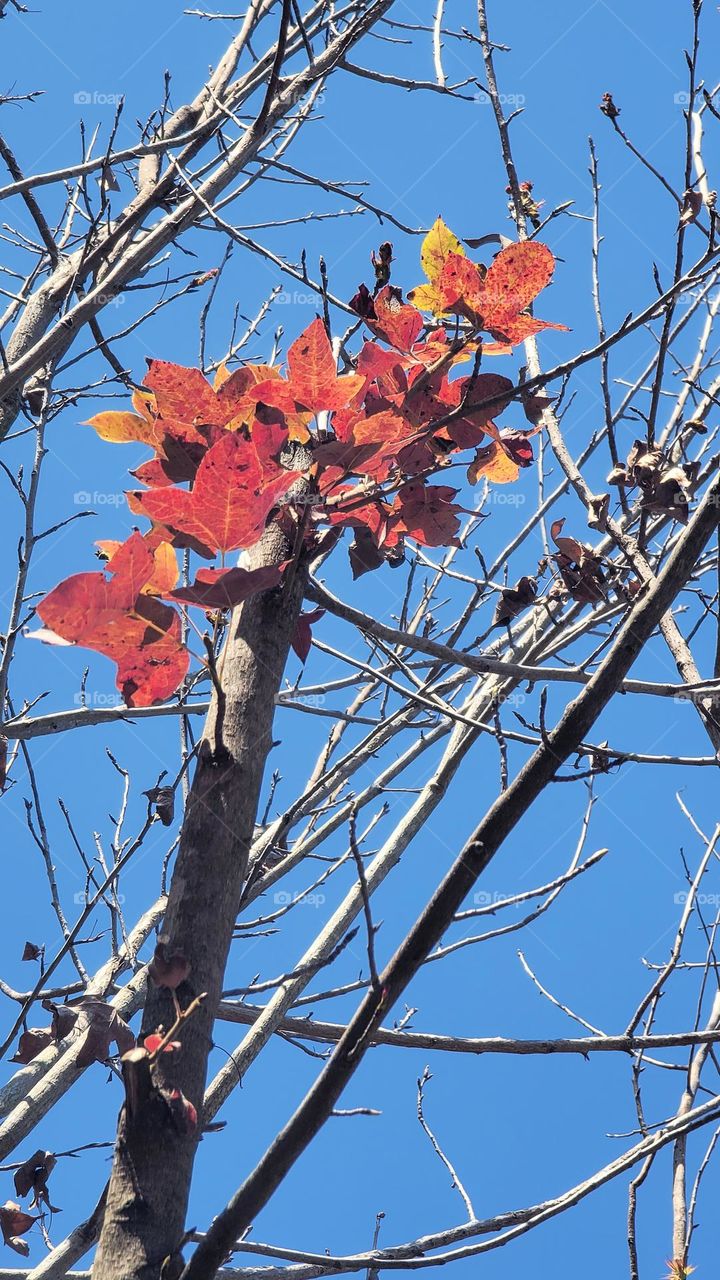 There are red leaves on the tree