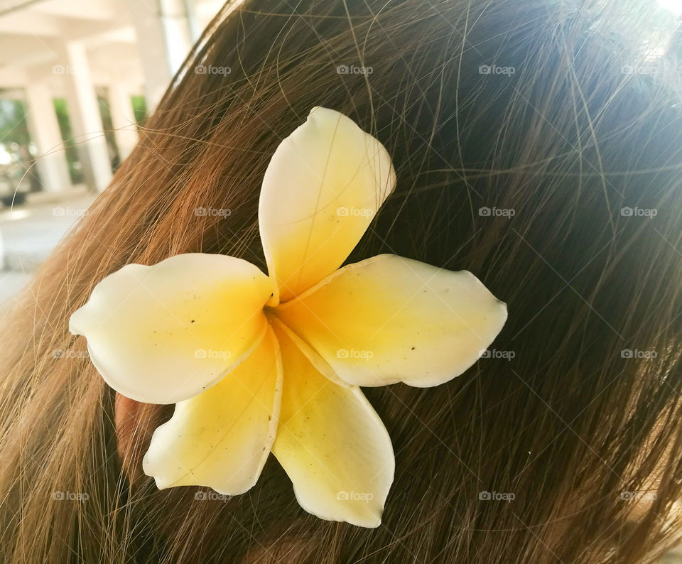 Close-up of flower on women's hair
