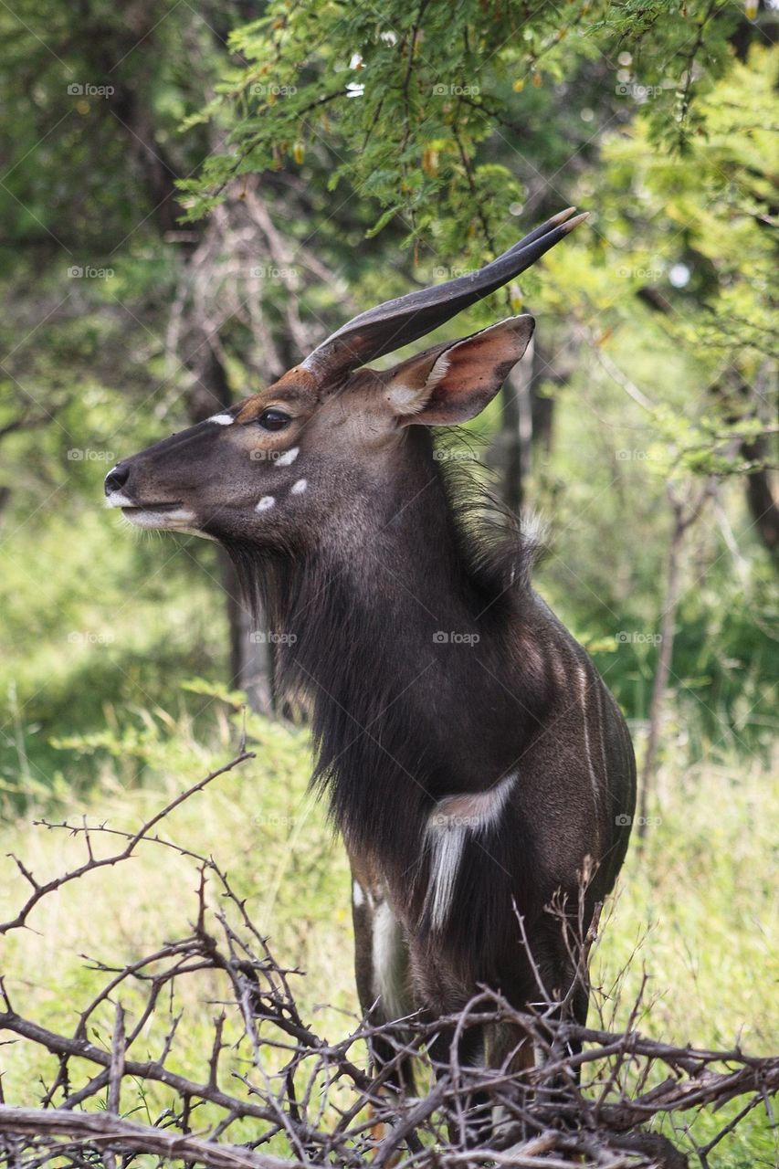 beautiful Njala in the bushveld.