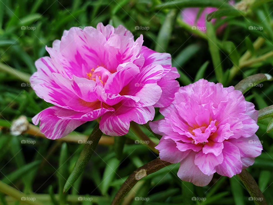 the Portulaca Grandiflora