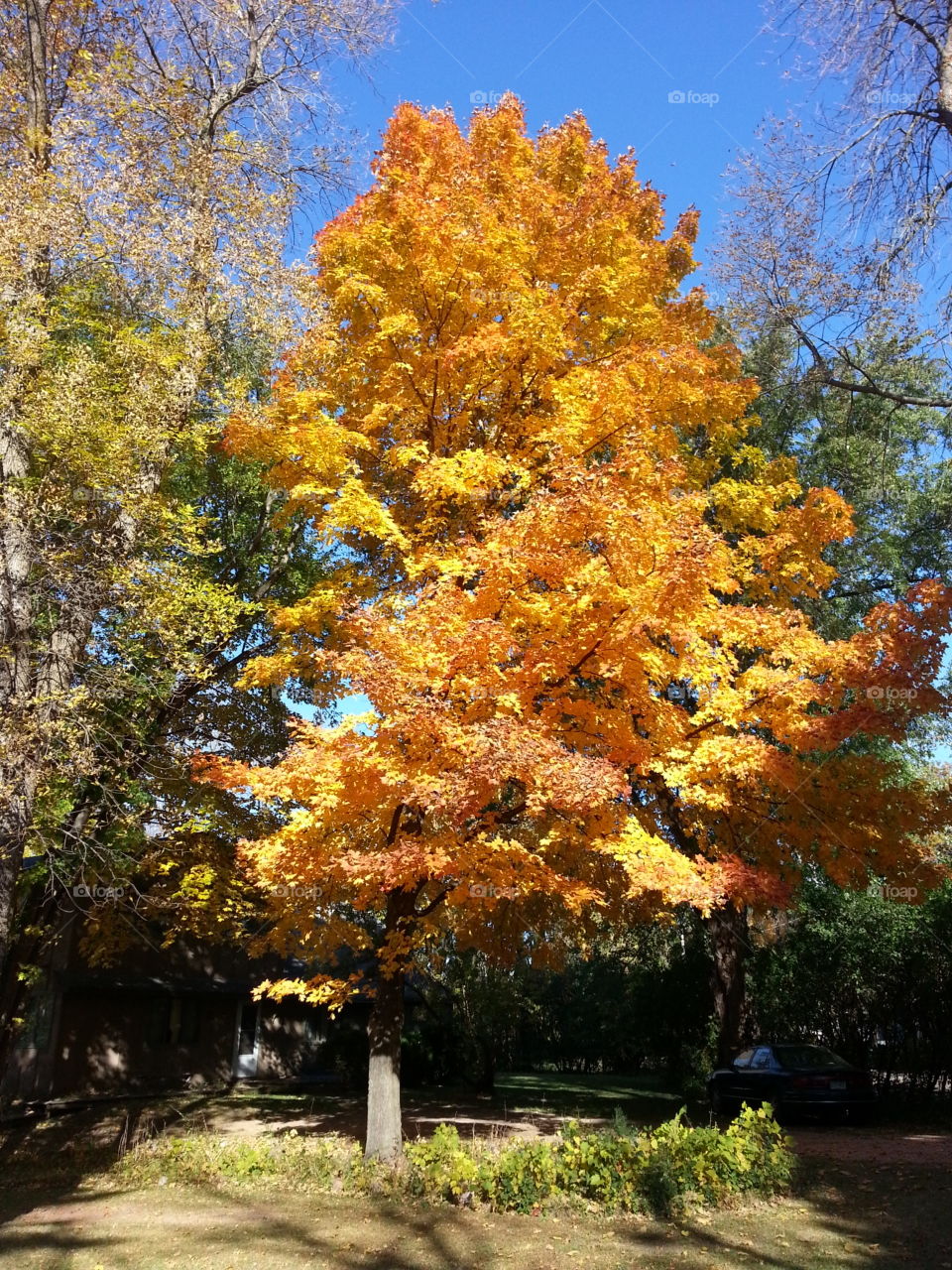 Nez Perce in the fall