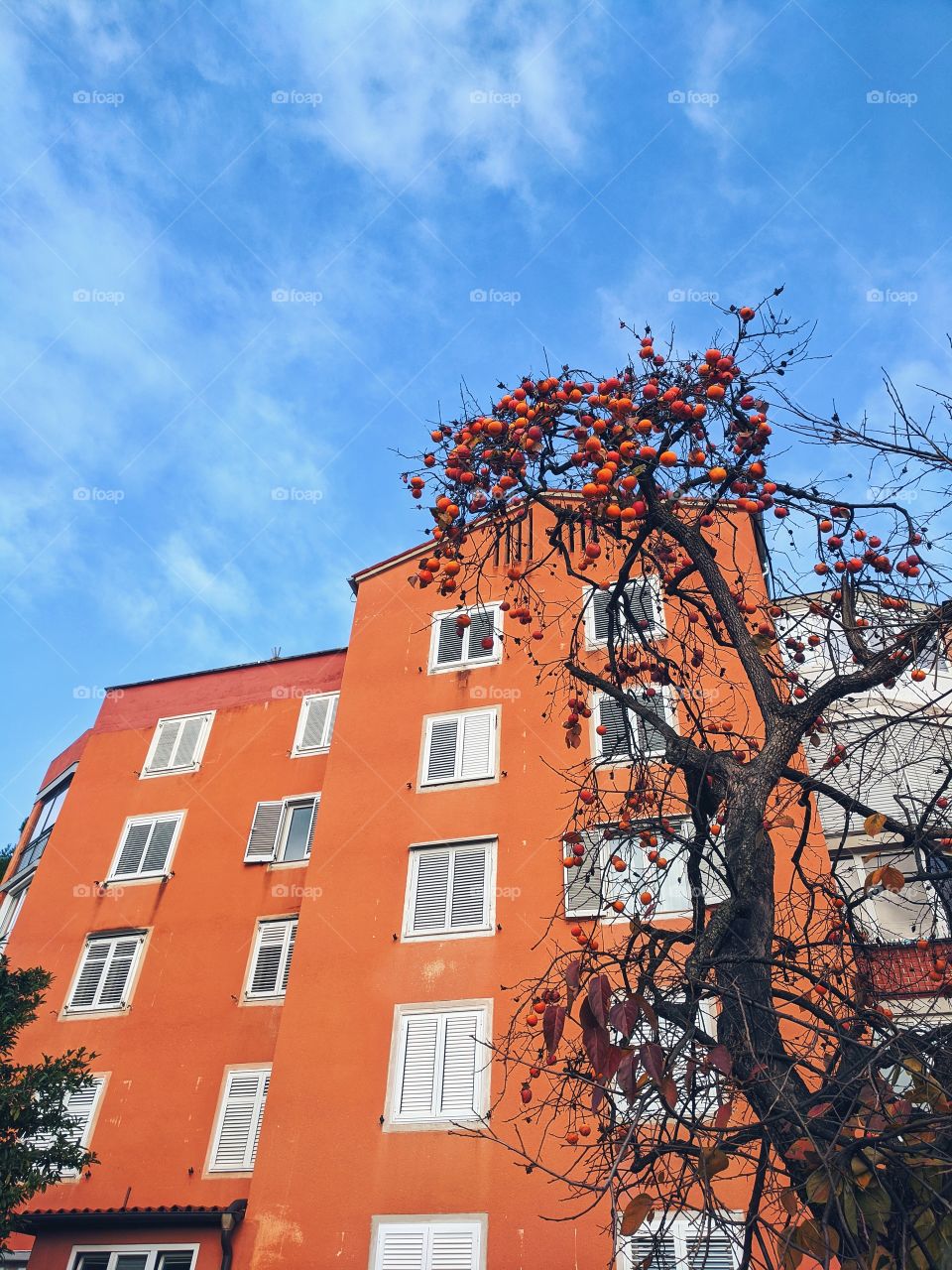 Beautiful city view of the persimmon tree.