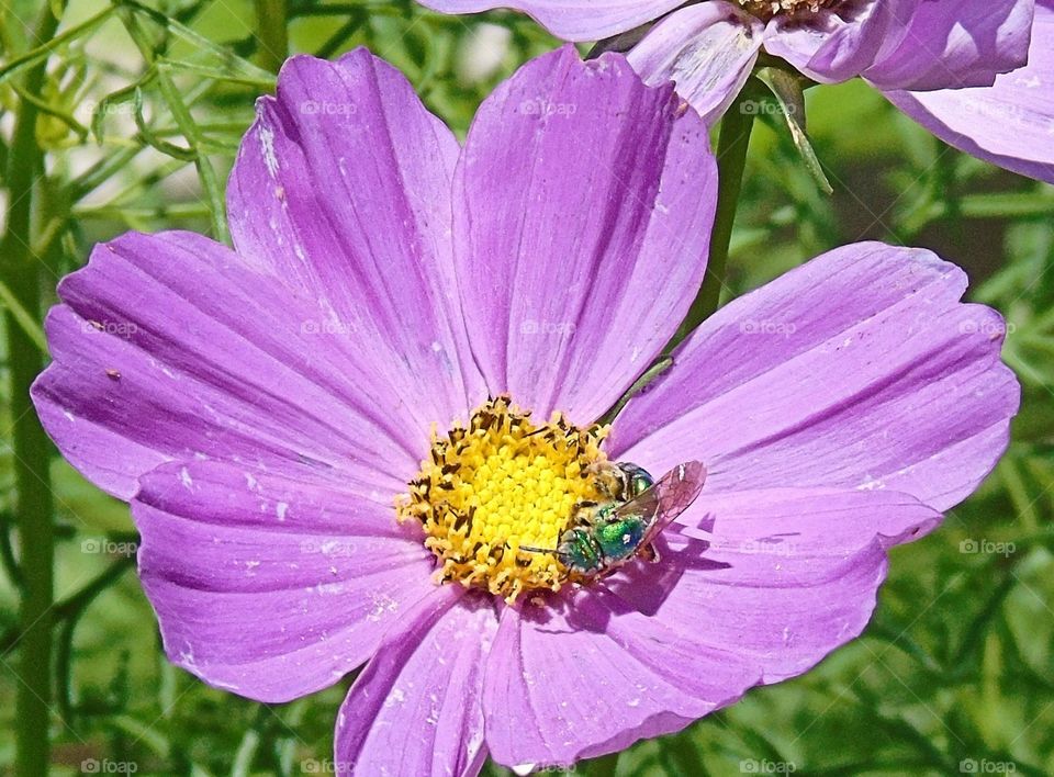 bee on cosmos