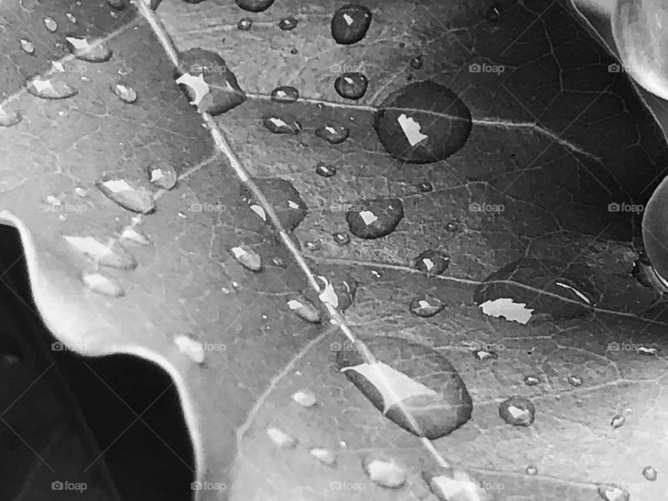 A black and White photo of a leaf after rain. Some water drops remained on it creating this beautiful effect.