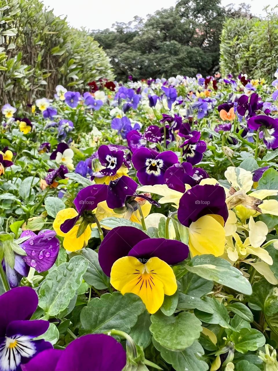 Beautiful colorful flowers in bloom