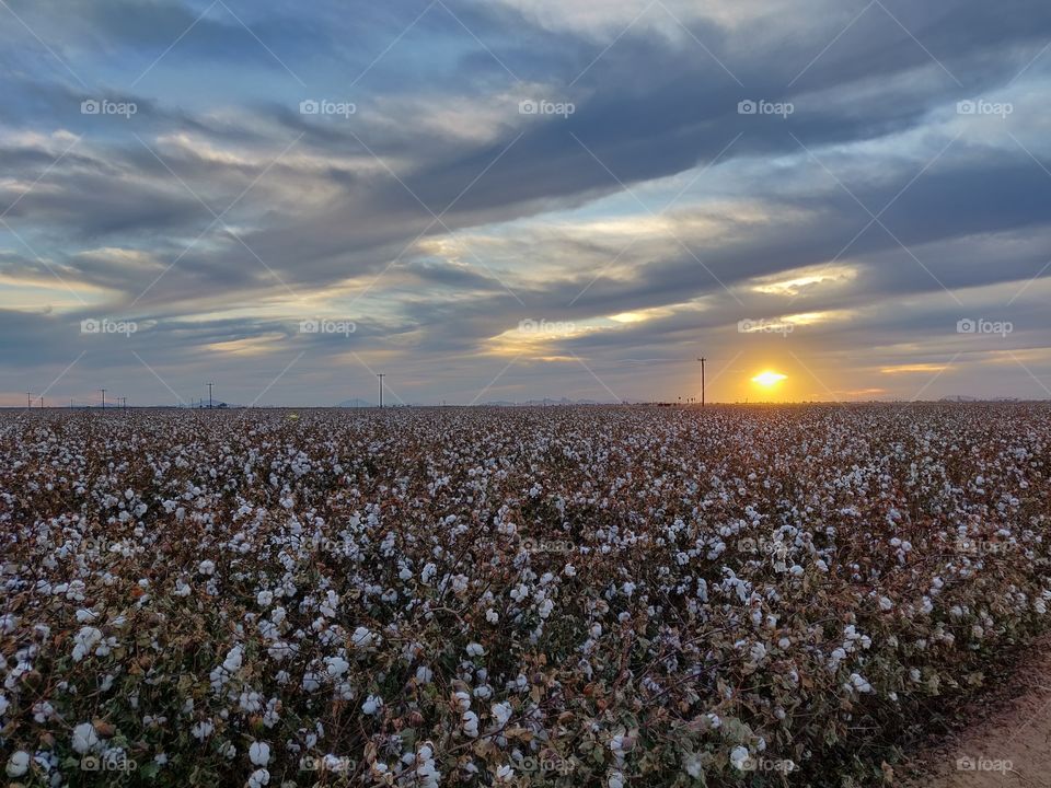 Sunset over ripe cotton field