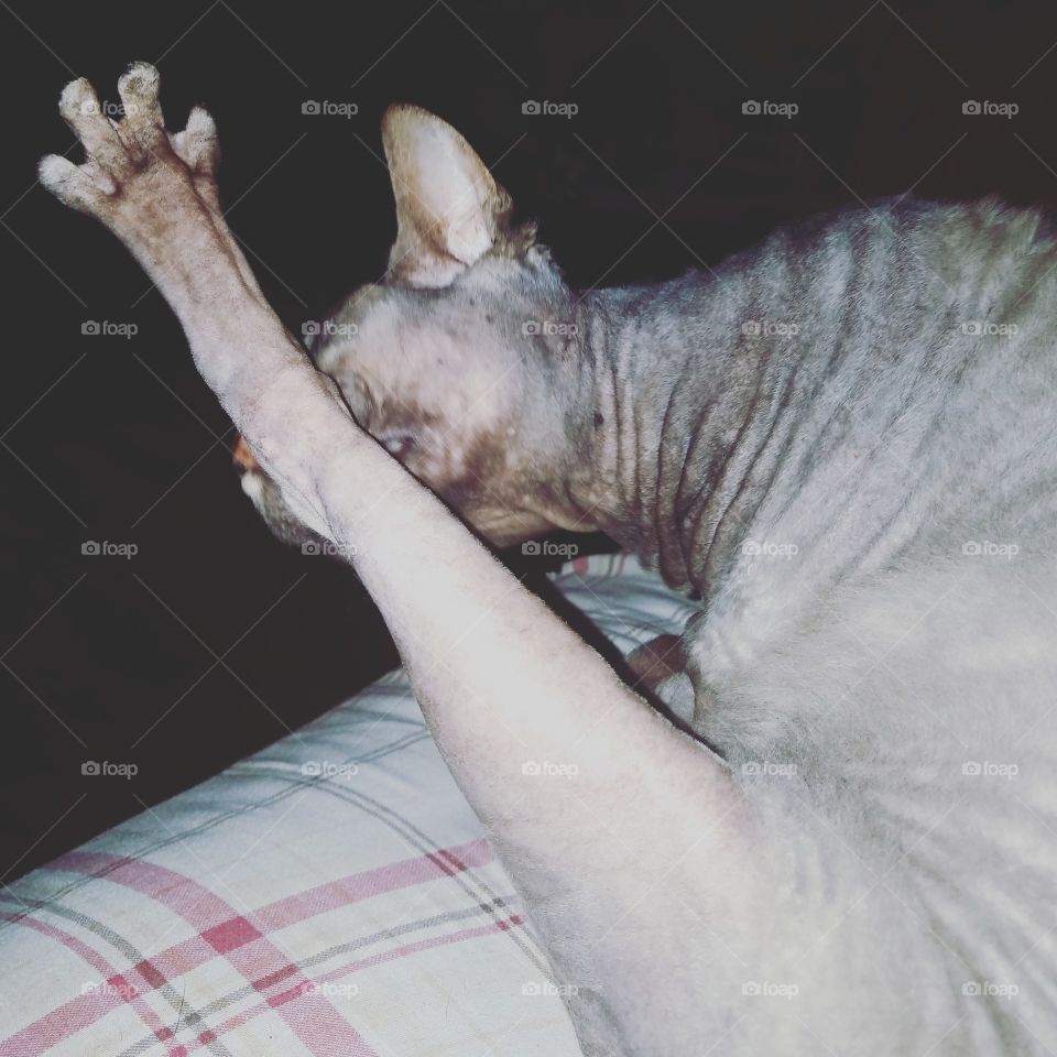 Sphynx cat cleaning his legs.