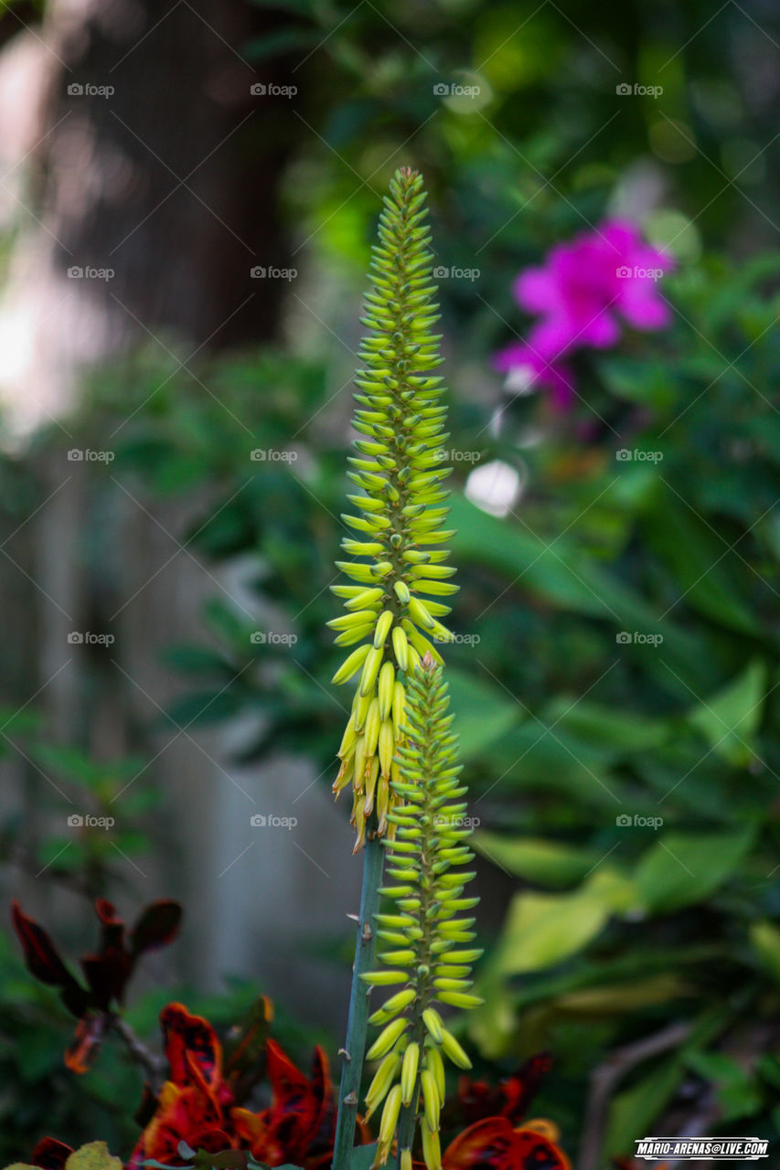 Florida Native Plant