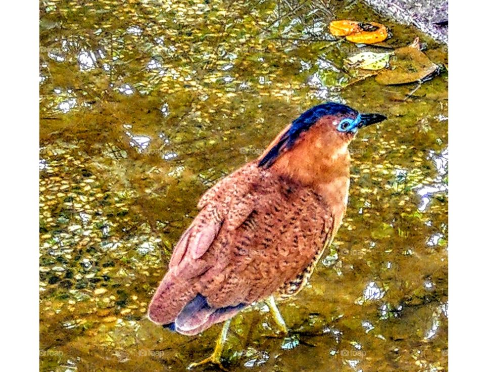 A Japanese night heron was walking in the pool, the water had tree's colorful reflection, 
it looked healthy, had beautiful blue eye, very cute and attractive to me.