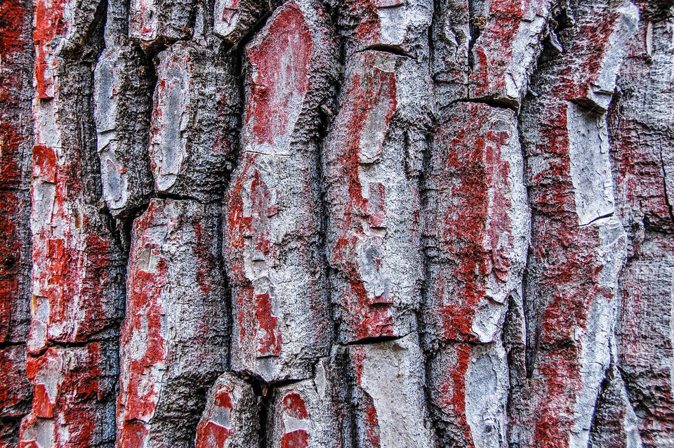 bark patterns in the valley