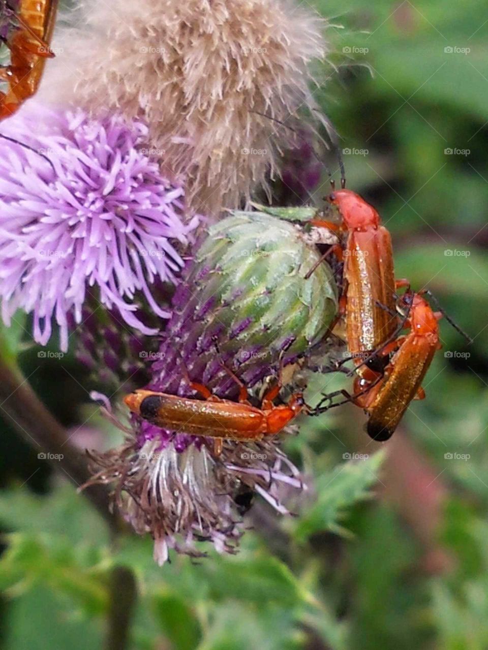 Red Beatles on a thistle flower