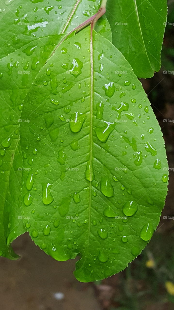 rain on a leaf