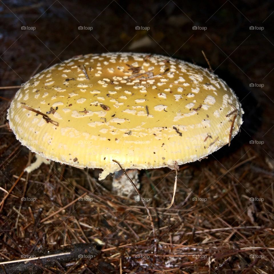 Yellow Toadstool Mushroom 🍄 with Stalk, little white specks on top. Pine needles surround it in the darkness.
