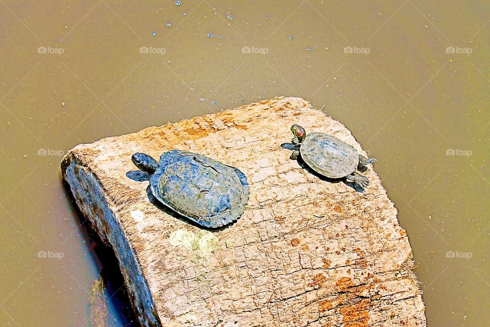 Pair of turtles 