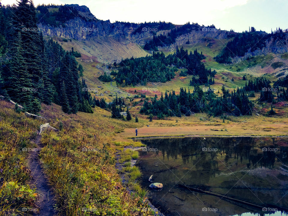 Reflection of trees in lake