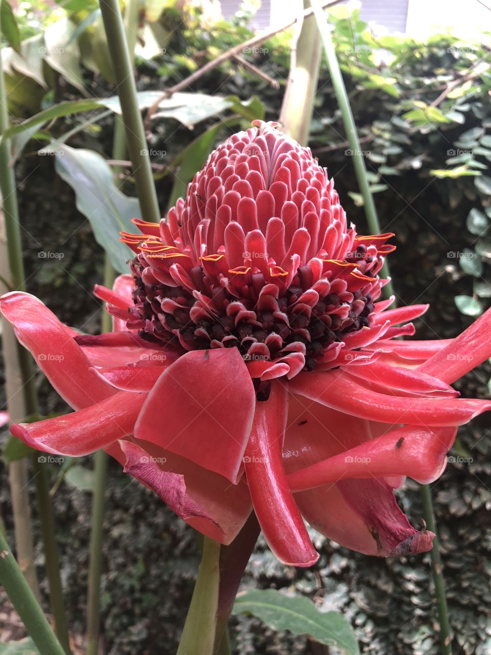 Bastão do Imperador III