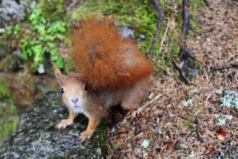 Curious squirrel, wild life.